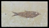 Detailed, Knightia Fossil Fish - Wyoming #57060-1